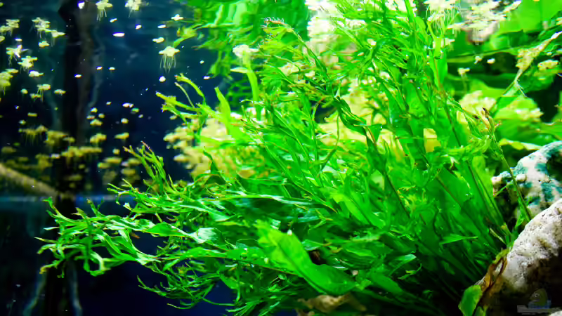 Windelov Javafarn von HeikoS (5)