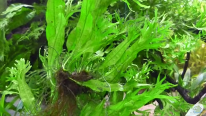 Windelov von Christiane Feldmann (23)