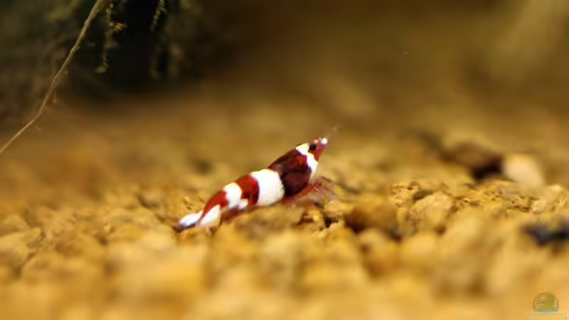 Wine Red von Micha (38)