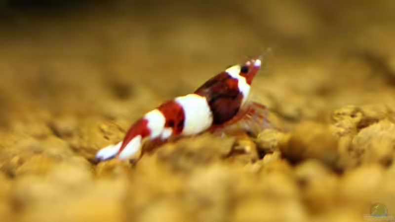 Wine Red von Micha (39)