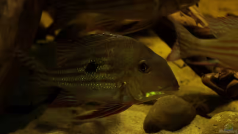 winemilleri von die Perle... (31)