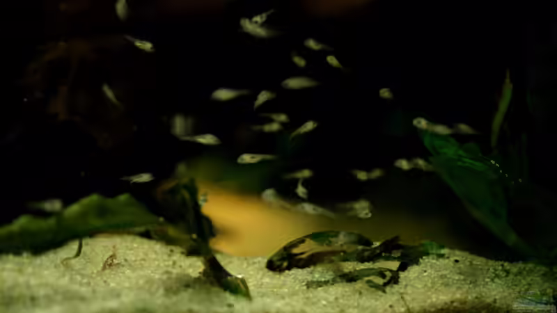 winizige Geophagus spec.  von Minzi (45)