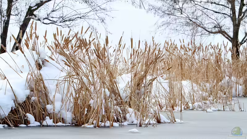 Wintereinbruch - Was passiert im Gartenteich?