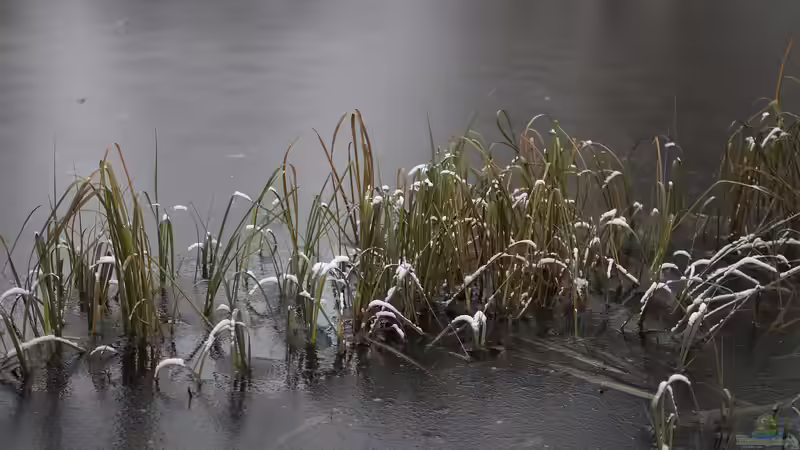 Winterharte Wasserpflanzen – Ein Blick auf ihre unterschiedlichen Überwinterungsstrategien