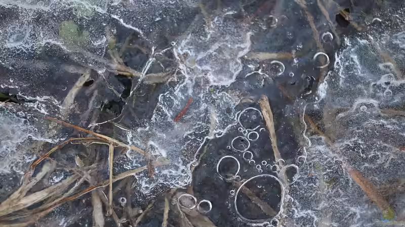 Winterharte Wasserpflanzen – Ein Blick auf ihre unterschiedlichen Überwinterungsstrategien