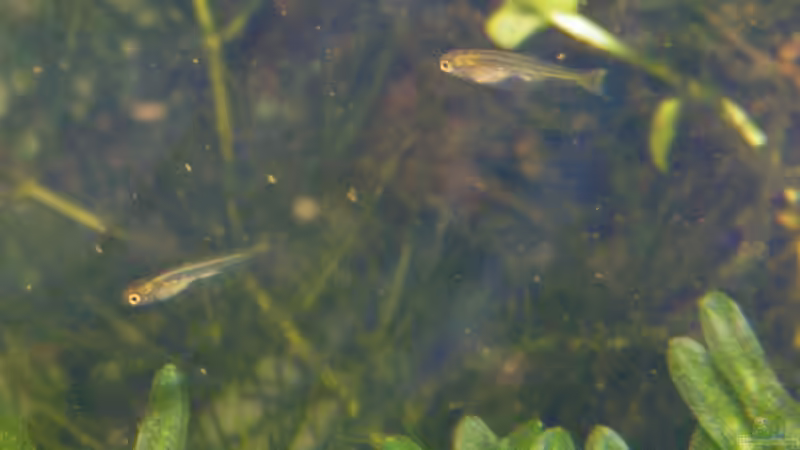 Winzfischlies - 09.06.2011 von bergfrau (54)