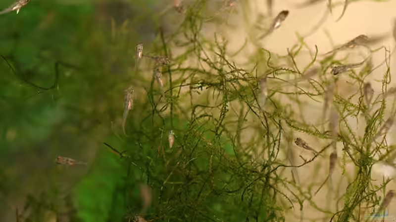 Aulonocara maylandi halten (Einrichtungsbeispiele für Schwefelkopf-Kaiserbuntbarsch)