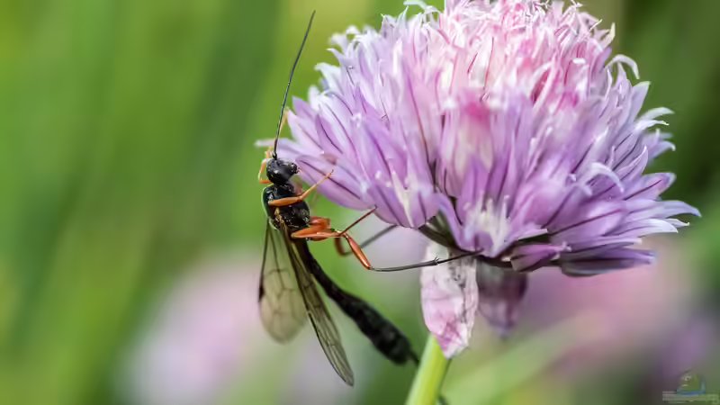 Winzige Regulatoren: Die Rolle der Schlupfwespen im Getreideökosystem