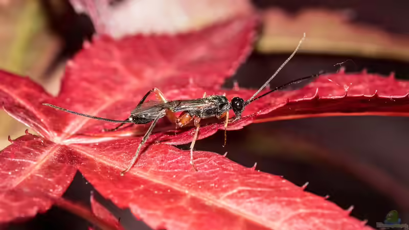 Winzige Regulatoren: Die Rolle der Schlupfwespen im Getreideökosystem