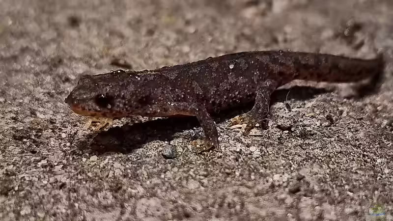 winziger Bergmolch auf Wanderung von ninfa (5)