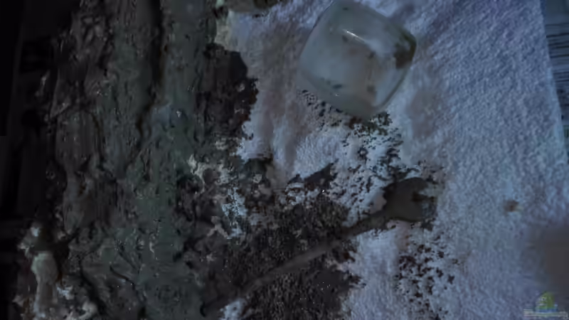 Wir basteln uns eine Rückwand... von Lance Hardwood (42)