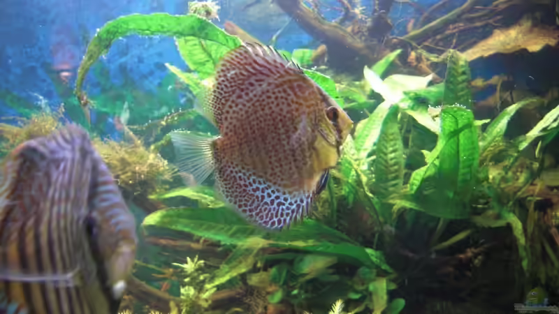 wir fühlen uns sauwohl! von Skorpion fan (12)