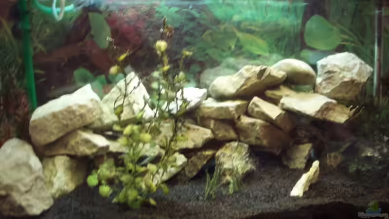 Wir nun als Aufzuchtsbecken verwendet falls meine Barsch kleine bekommen von Ocilares (5)