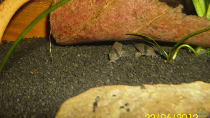 Wir sind noch Babys (Corydoras Panda) von Günther Kröger (47)