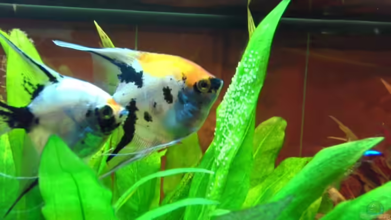 Wir sind schwanger!!! von Opodeldok (37)