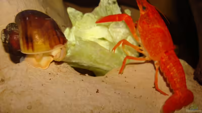 Wir teilen alles... von manzanarez (21)