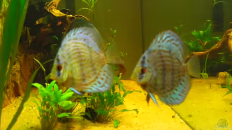 wir wahren auch mal so klein von Eichi82 (33)