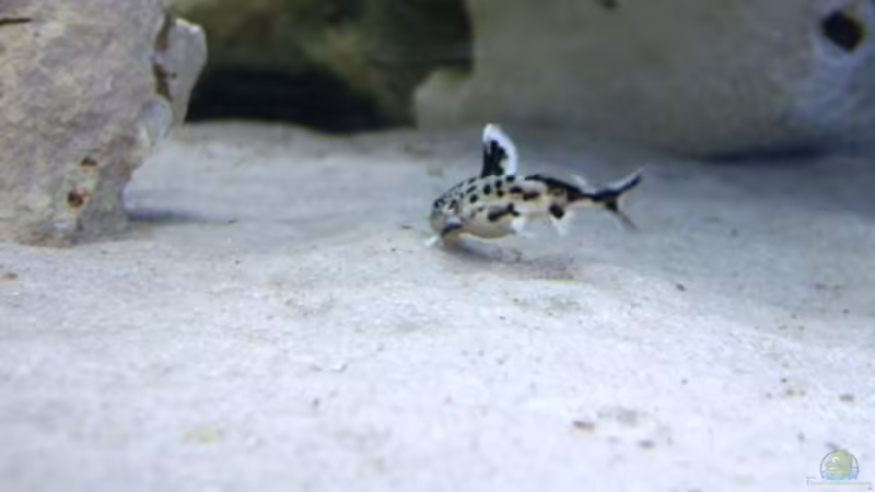 Wir zeigen uns nicht Gerne (Synodontis) von 47 Malawi (16)