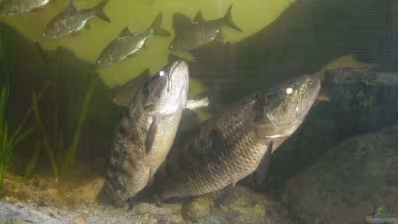 Wir zwei hübschen noch mal zusamm von Schmitzi (20)