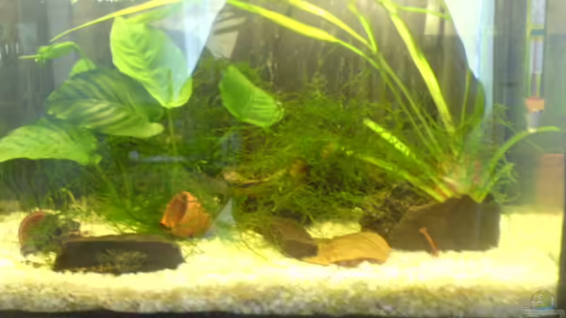 Wirbellose von Andreas Kraft (1)