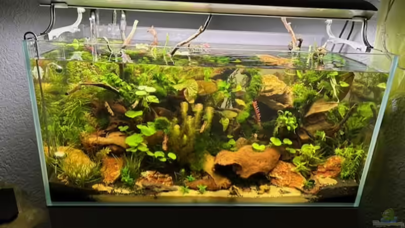 wird immer klarer von Skorpion fan (9)