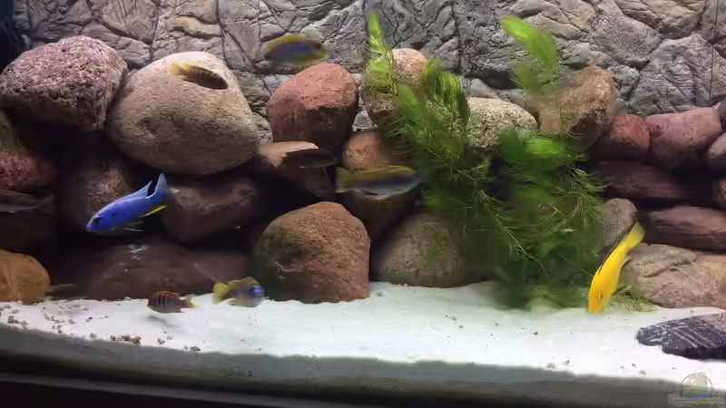 Wird nicht besser von delphin (12)