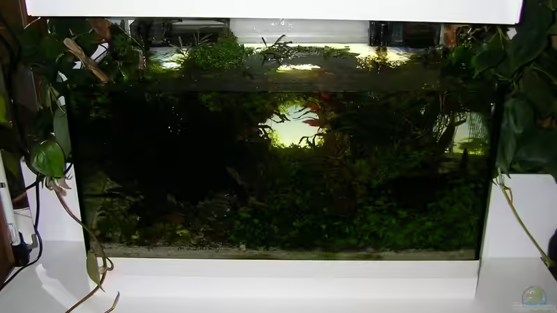 Wird unsere Prinzessin überleben? von Fredo Fuss (22)