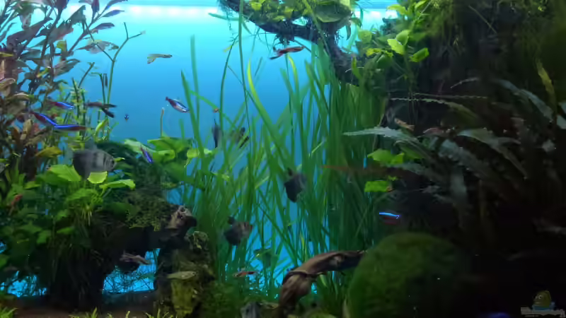 wirds schöner von Guppy62 (9)