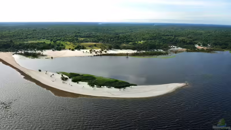 Wirtschaftliche Bedeutung des Zierfischfangs für die Menschen im Amazonas-Gebiet