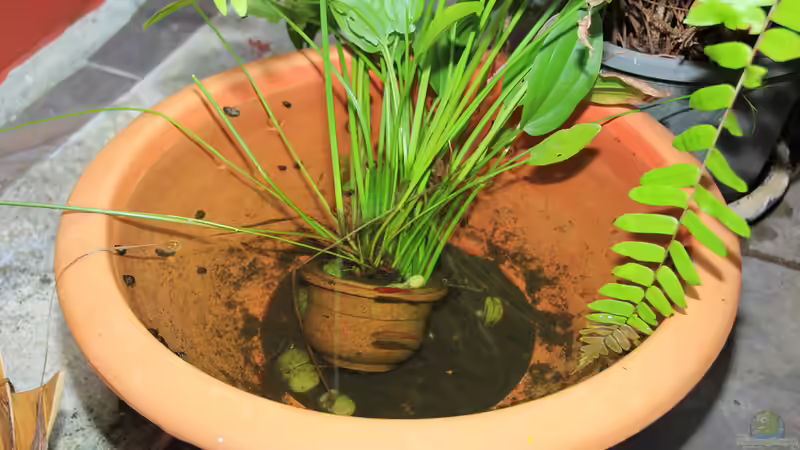 Wo es alles Fische gibt in Thailand von -Der Österreicher- (28)