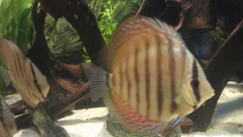 Wo gehts hier zum recall von Solitary (26)