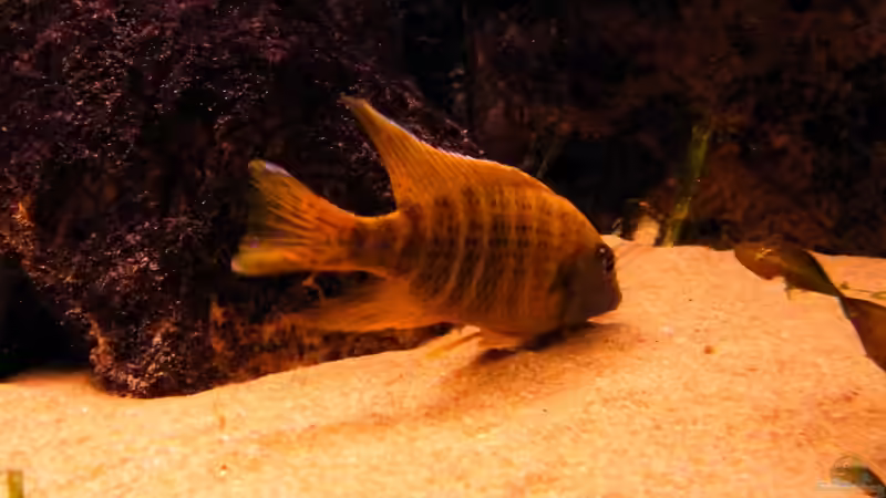 Wo hab ich es nur hingelegt? von Malawigo (66)