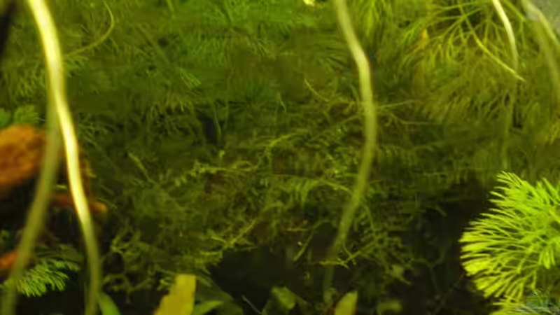 wo ist die Kokosnusshöhle? von CPeters (2)