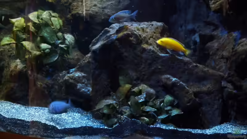 Wo sind die anderen ? von Couro (13)