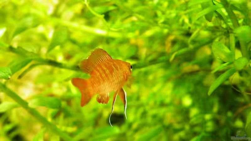 Wo sind meine Mädels? - Dario DArio Männchen - 01.08.2011 von bergfrau (38)