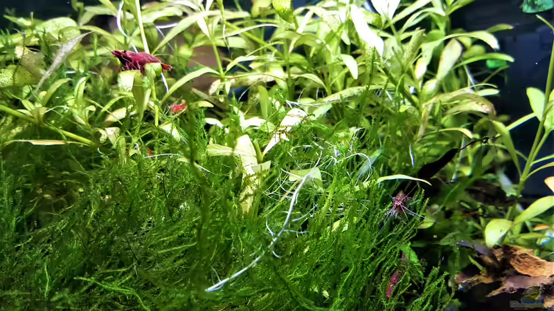 Wo sind sie den??? von odin 68 (5)