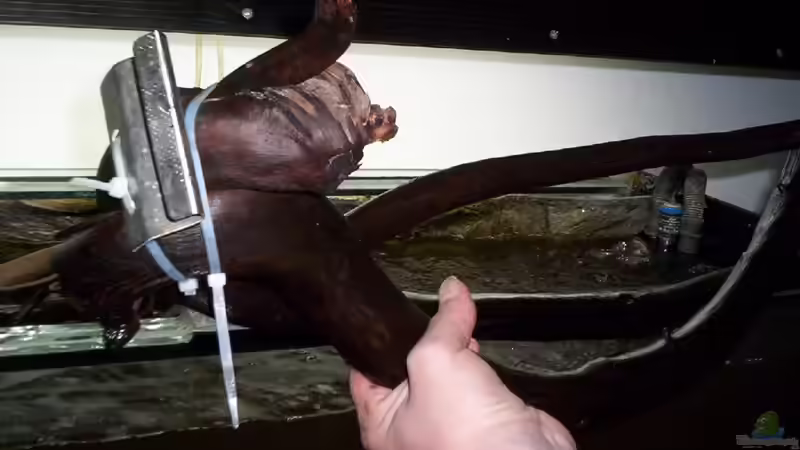 Wo wurde das im Aquarium verwendet? von Didi (37)