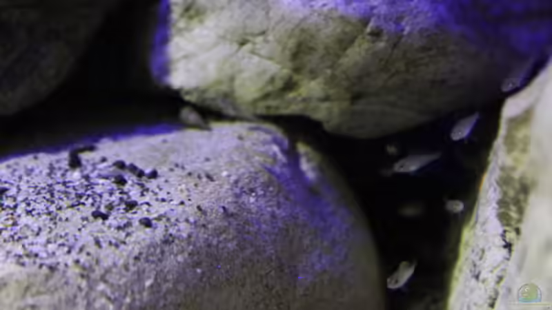 Woche 6 von The Pictus catfish (18)