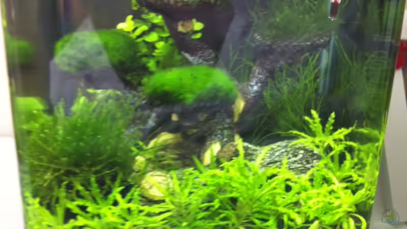 Woche 7 von RoZan (9)