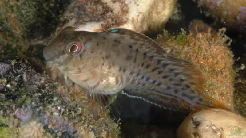 Woher haben Schleimfische ihren Namen?