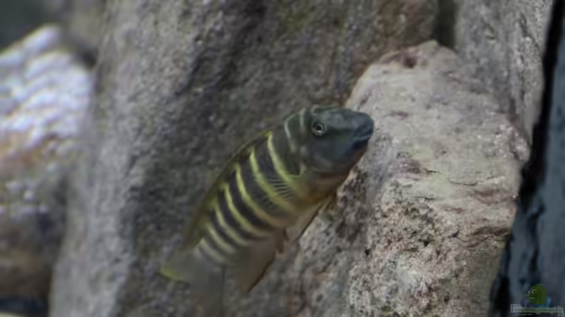 Woher hat der Tanganjika-Clown seinen Namen?