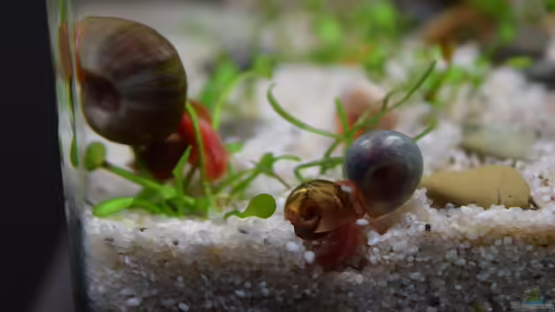 Woher stammen die zahlreichen Schnecken in meinem Aquarium? Eine Untersuchung der möglichen Ursachen