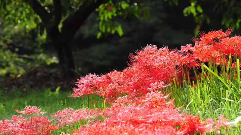 Wohin mit der Amaryllis nach der Blüte?