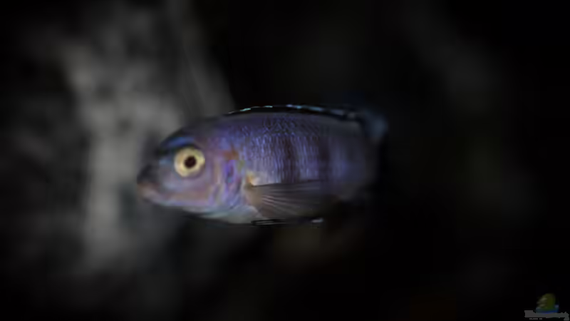 wohl Zweite in der Rangordnung von pa.Trick (29)