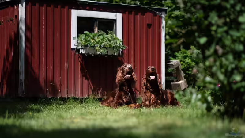 Wohlfühlmomente im Garten bewusst erzeugen: Dein Weg zum persönlichen Outdoor-Paradies