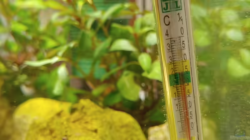 Wohlfühltemperatur von Juno (17)