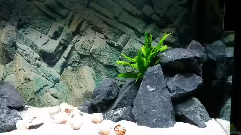 ´Wohnung´ von 1/1 J. transcriptus von Uwe B. (2)