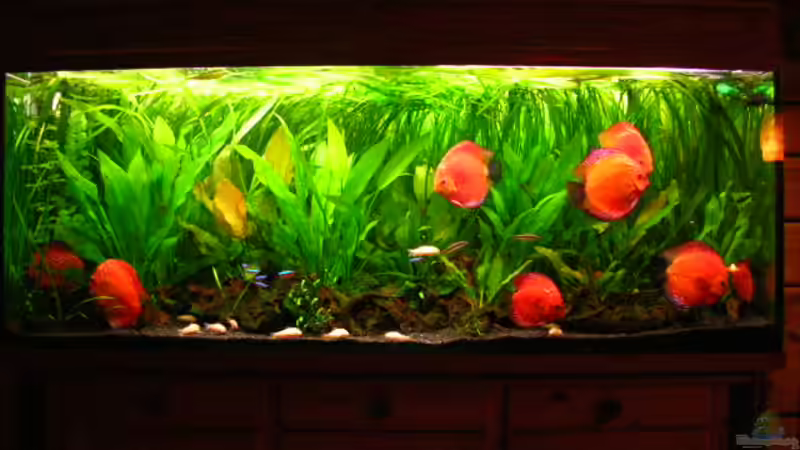 Wohnzimmer von Frank Bühler-Zeller (4)