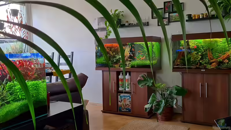 Wohnzimmeransicht auf das 180l Aquarium  von David Schneider Aquaristik (5)