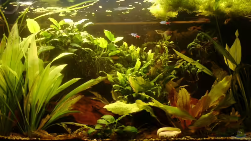 wohnzimmeransicht Okt 2008 von Zwanni (16)